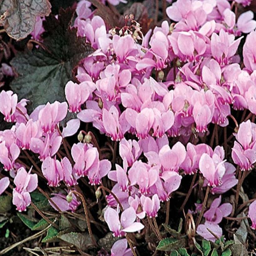 Graines de Cyclamen de Naples - Cyclamen neapolitanum (Flowering)