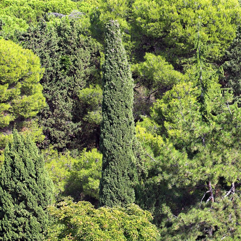 Graines de Cyprès de Provence (Plant habit)
