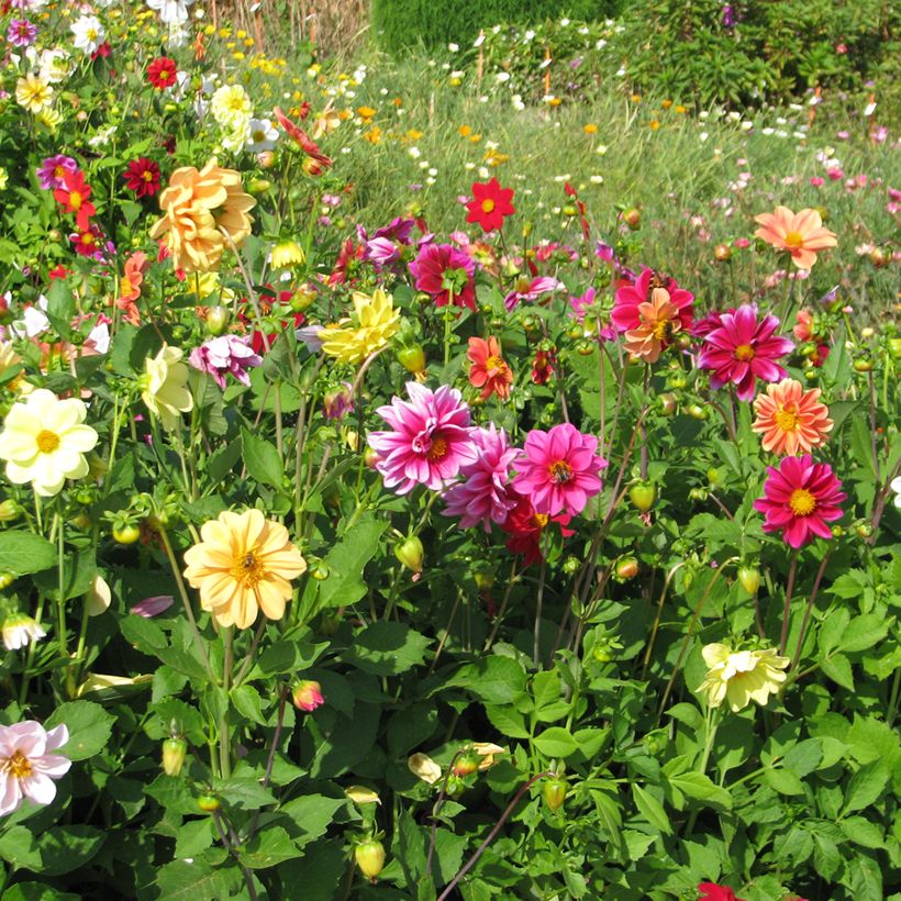 Graines de Dahlia nain Unwin Ideal Mix (Plant habit)