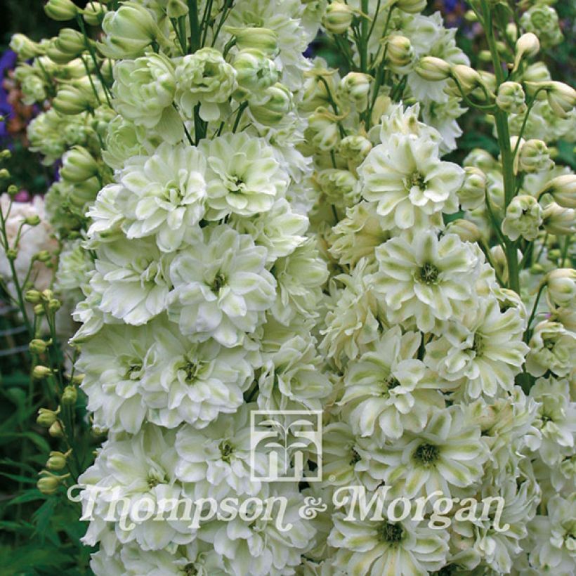 Graines de Delphinium Green Twist - Pied d'Alouette vivace (Flowering)
