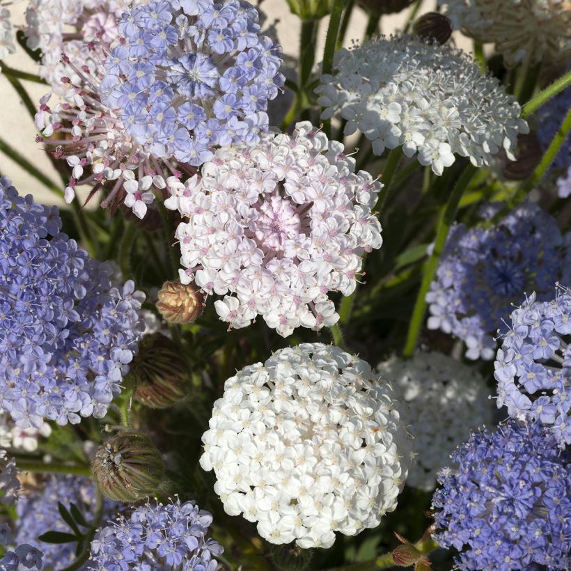Graines de Didiscus caeruleus Lace Heavenly Umbels - Trachymène (Flowering)