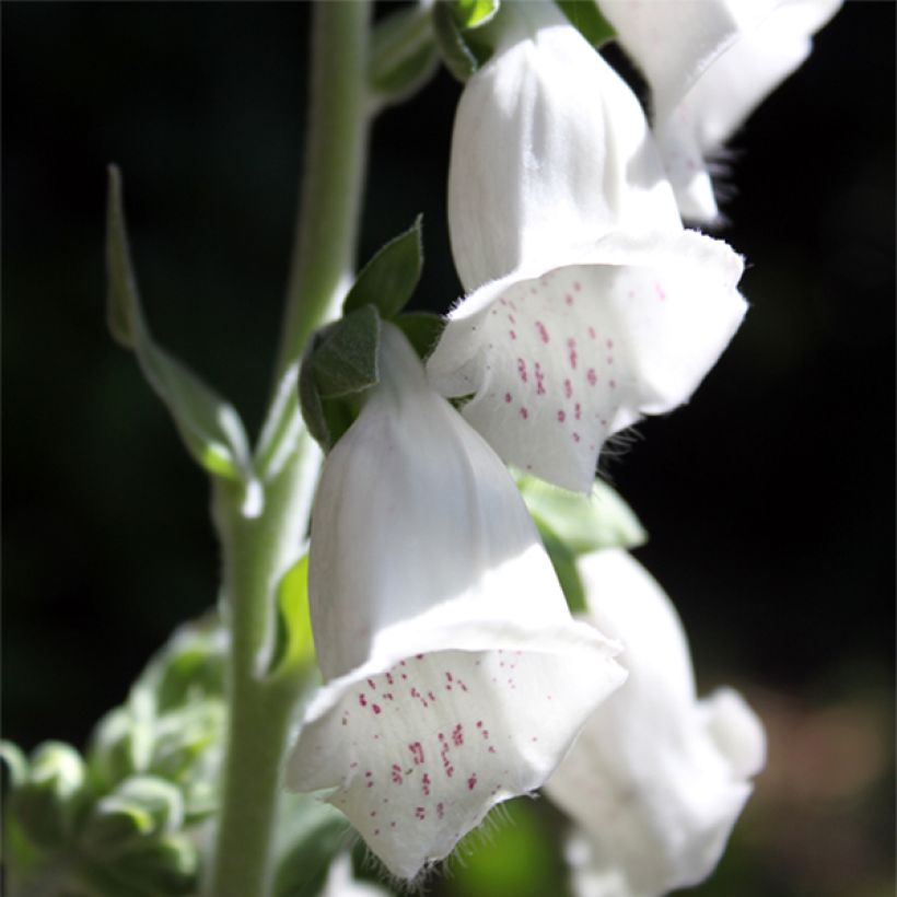 Graines de Digitale Silver Club (Flowering)