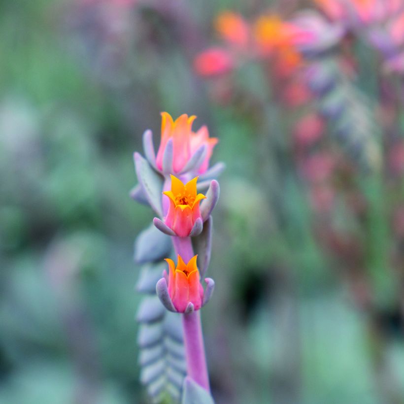 Graines de Echeveria peacockii Urban Orange (enrobées) (Flowering)