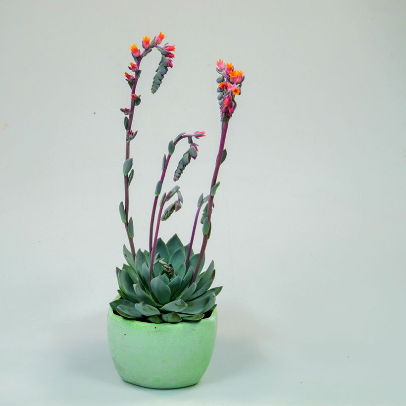 Graines de Echeveria peacockii Urban Orange (enrobées) (Plant habit)