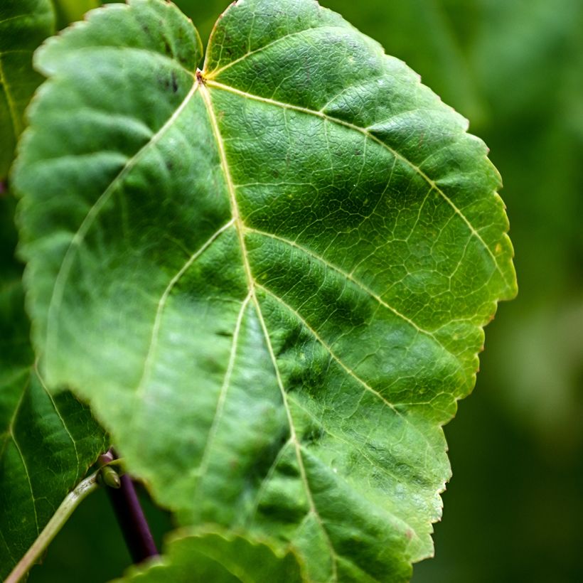 Graines d'Erable - Acer davidii (Foliage)