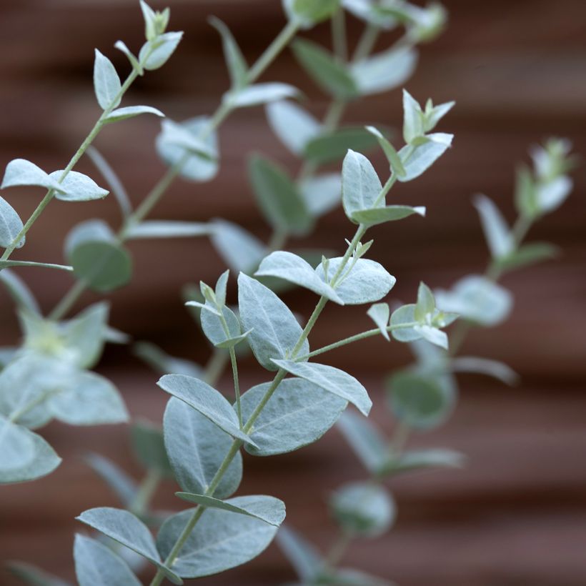 Graines d'Eucalyptus latens Moon Lagoon (Foliage)
