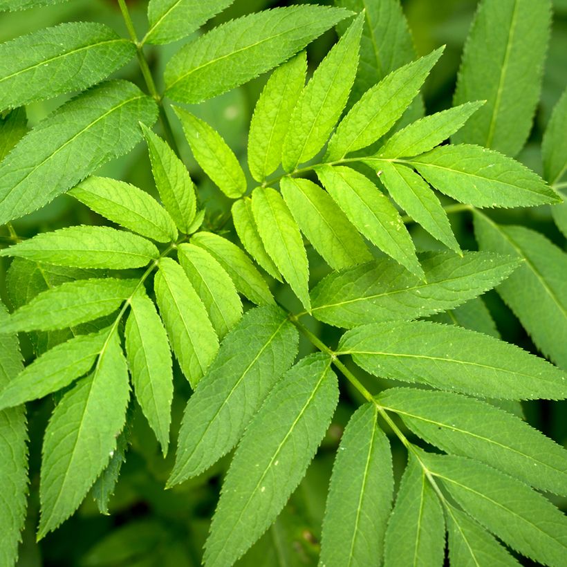 Graines de Frêne - Fraxinus excelsior (Foliage)
