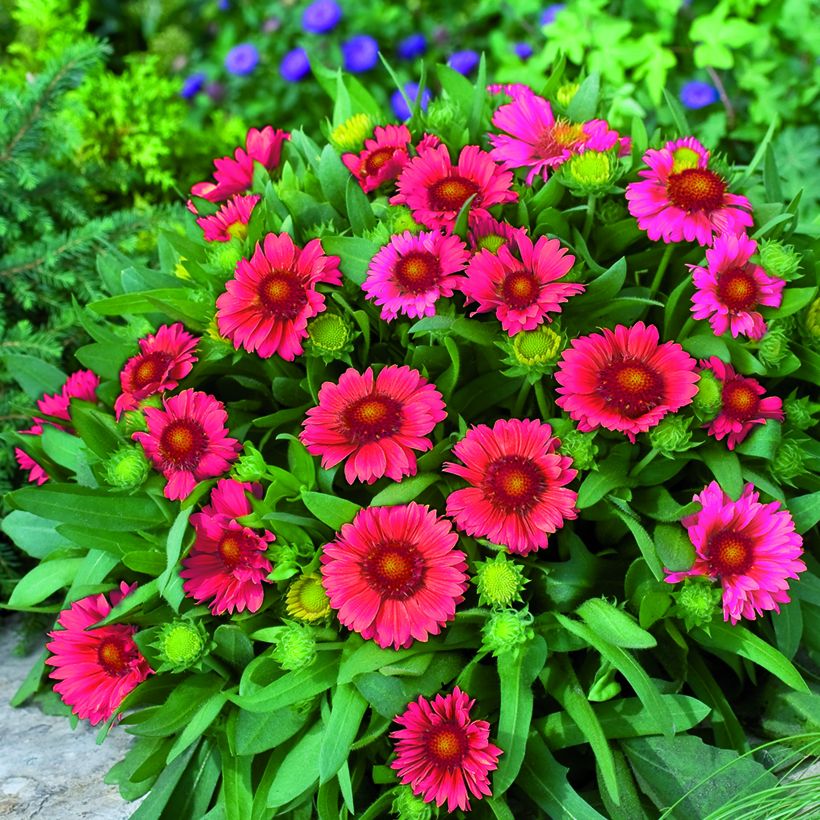 Graines de Gaillarde vivace Arizona Red Shades (Plant habit)