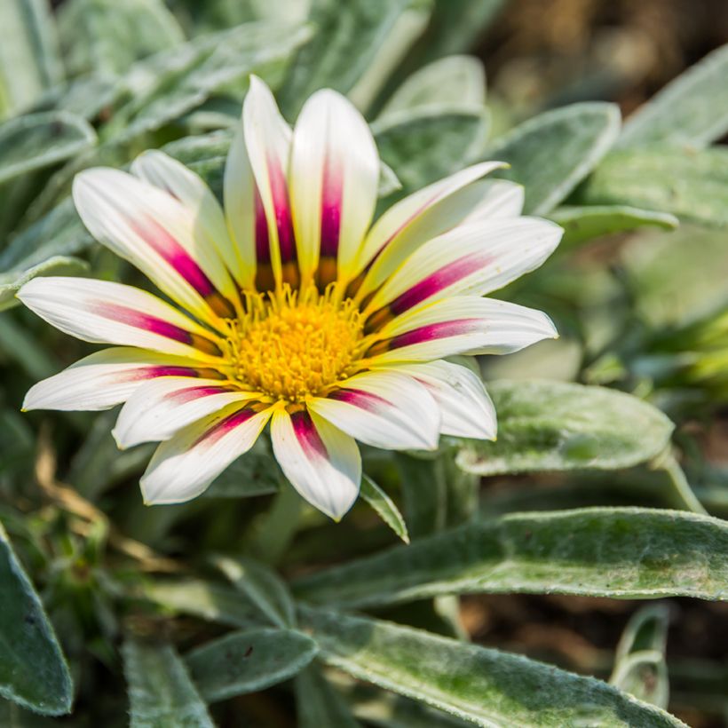 Graines de Gazania Tiger Stripes Mixed  (Flowering)