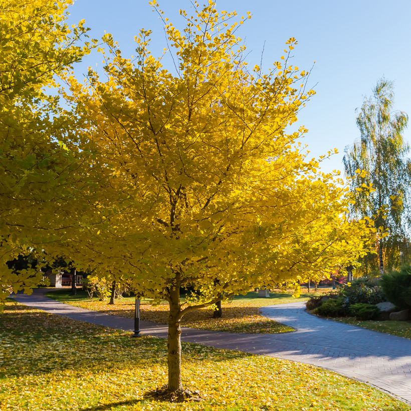 Graines de Ginkgo biloba - Arbre aux quarante écus (Plant habit)