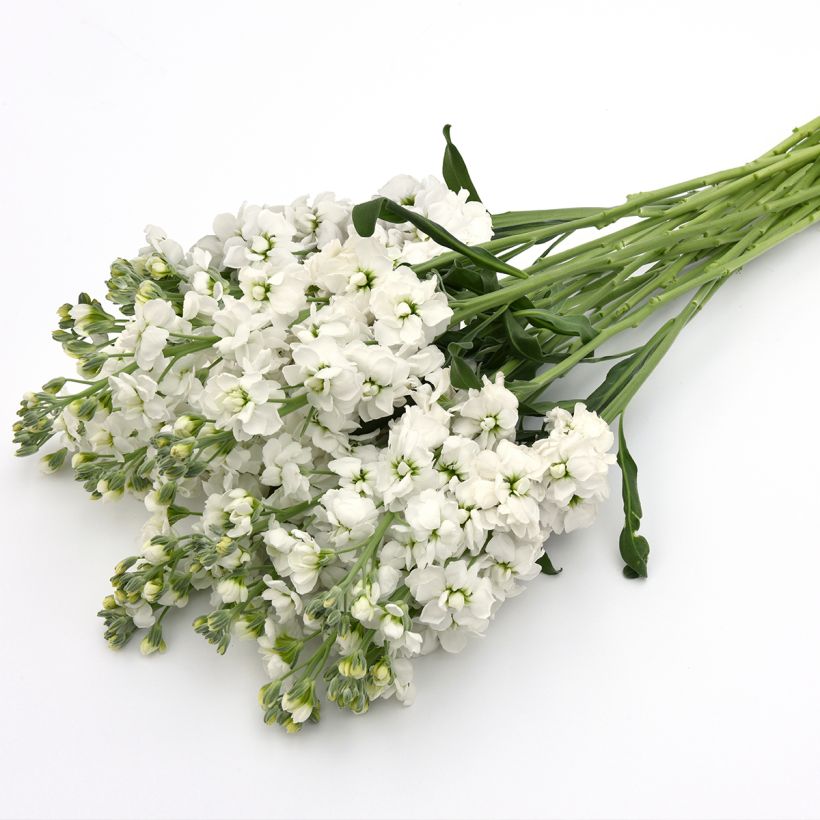 Graines de Giroflée quarantaine Katz Hi double White - Matthiola incana (Flowering)