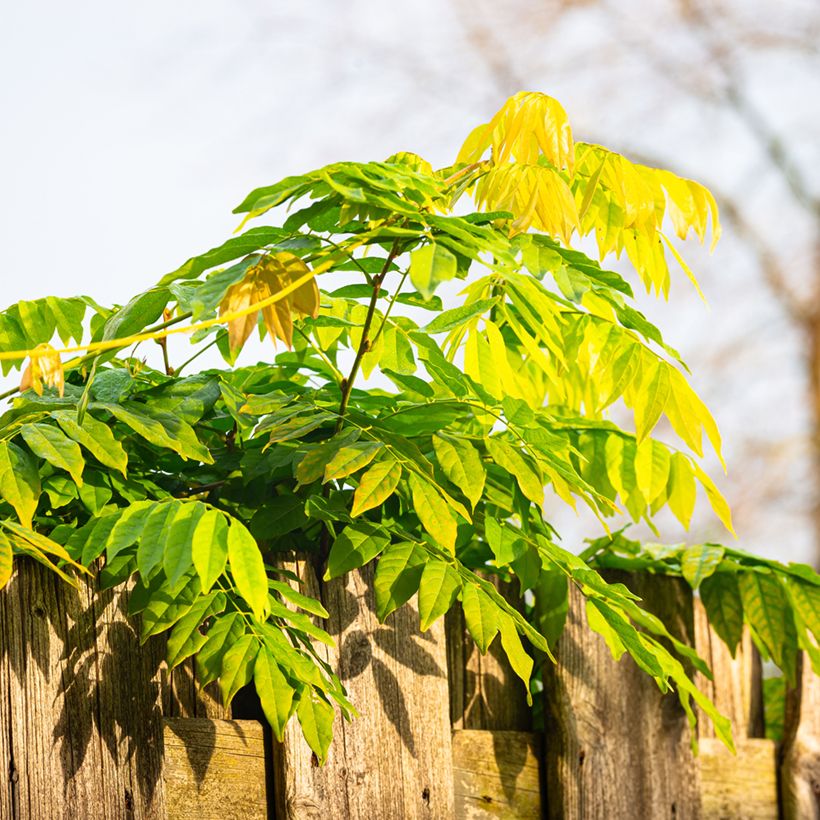Graines de Glycine de Chine - Wisteria sinensis (Foliage)
