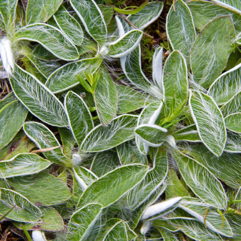 Graines de Hieracium pilosella - Epervière piloselle (Foliage)