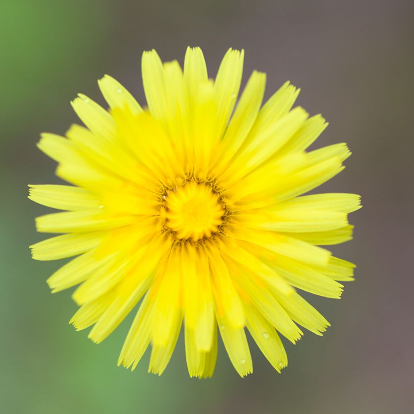 Graines de Hieracium pilosella - Epervière piloselle (Flowering)