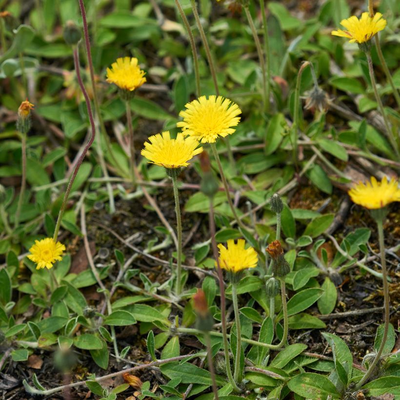 Graines de Hieracium pilosella - Epervière piloselle (Plant habit)