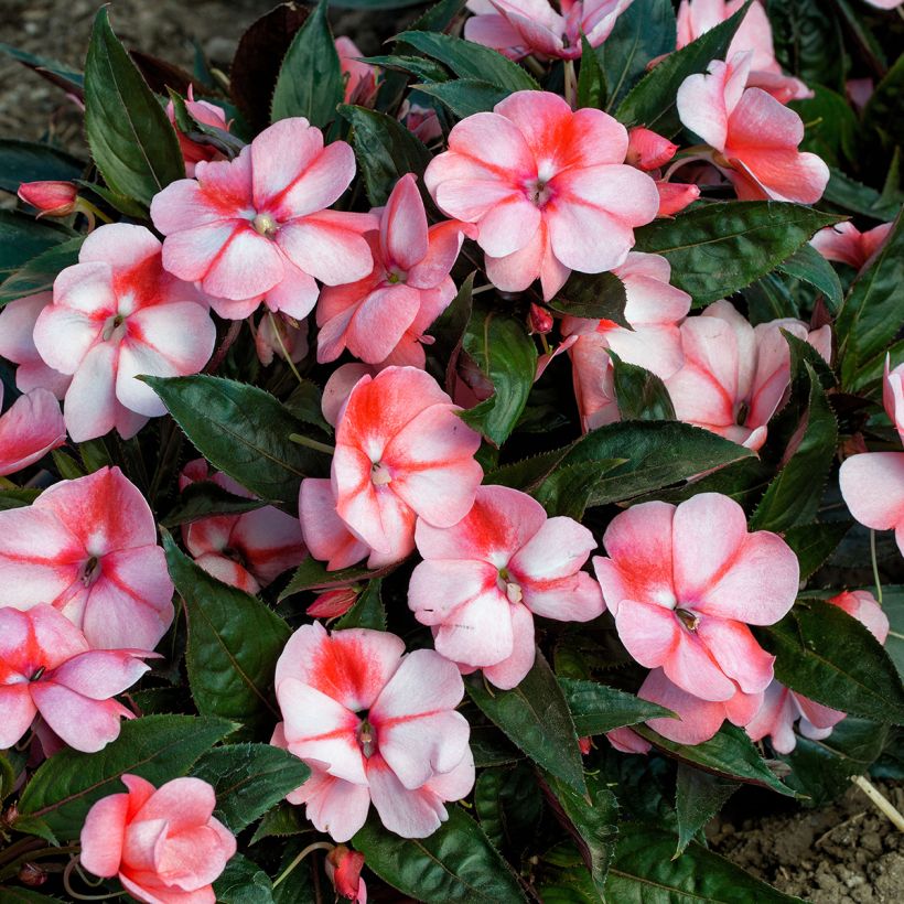 Graines d'Impatiens de Nouvelle-Guinée Florific Sweet Orange (Flowering)