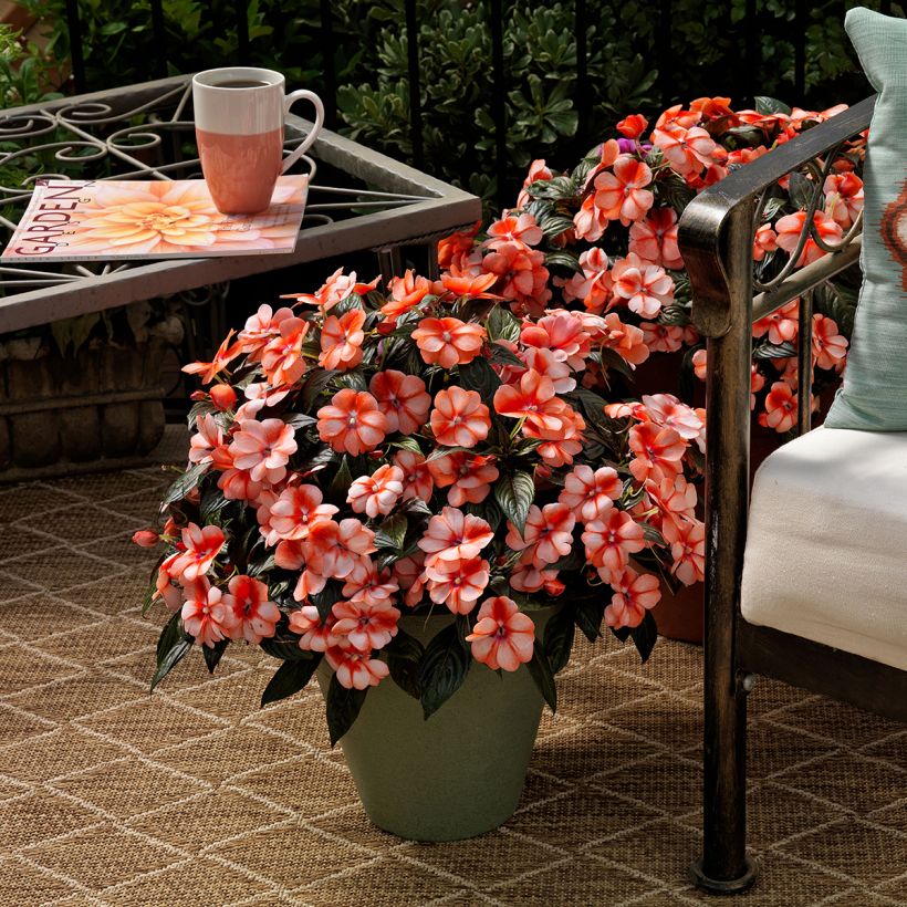 Graines d'Impatiens de Nouvelle-Guinée Florific Sweet Orange (Plant habit)