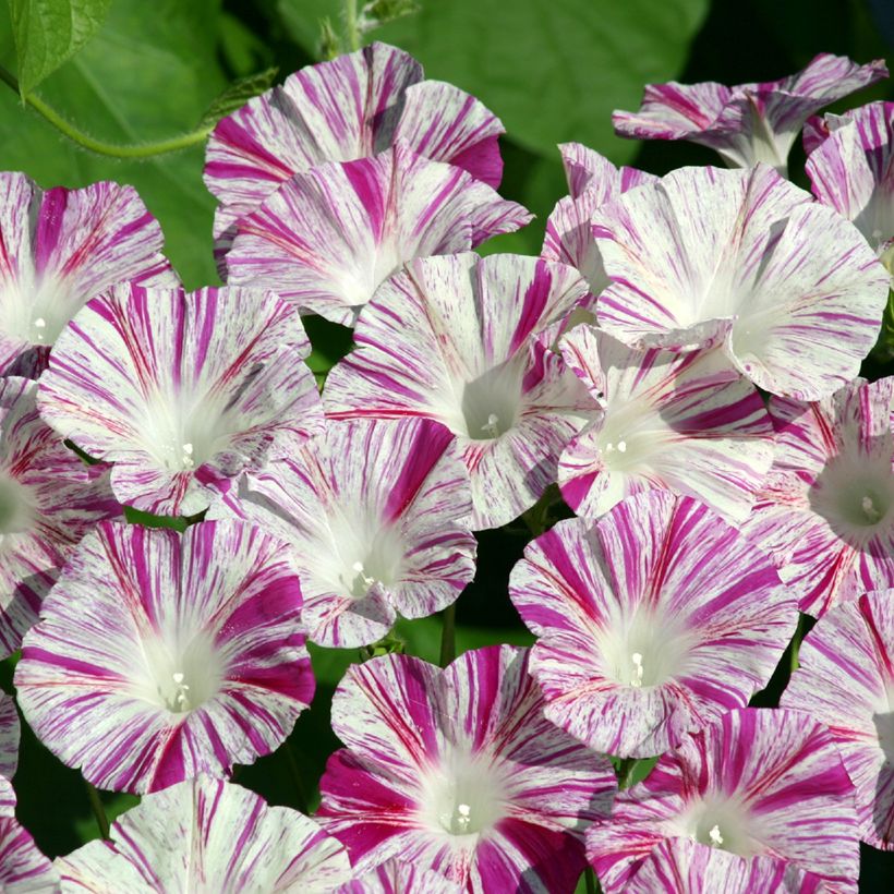 Graines d'Ipomée Venice Pink - Ipomoea purpurea (Flowering)