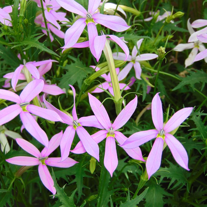 Graines de Laurentia Blue Star (enrobées) (Flowering)