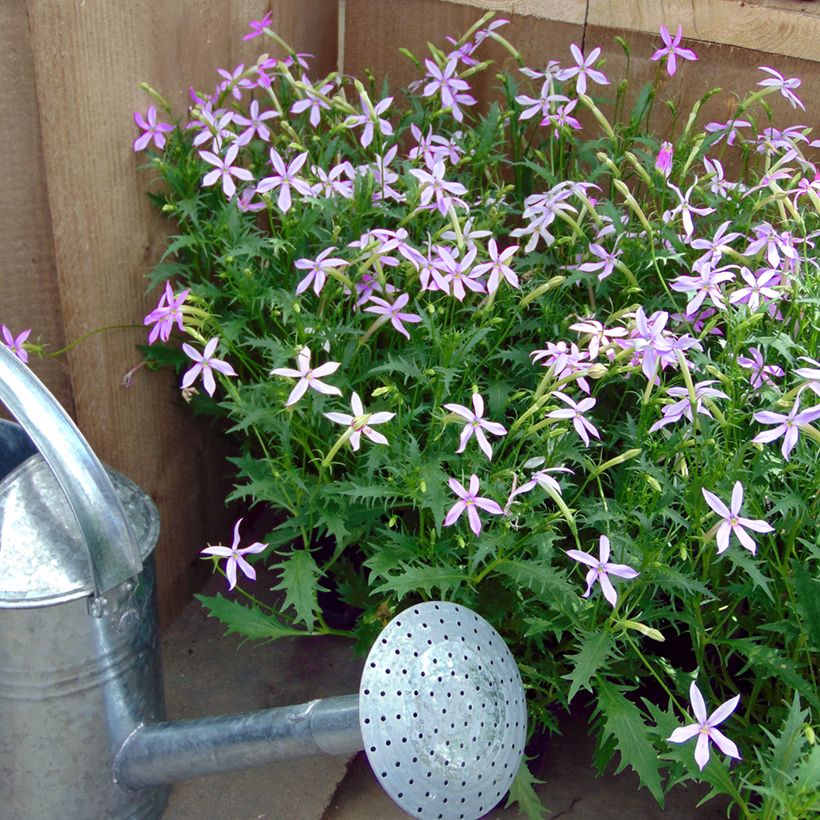 Graines de Laurentia Blue Star (enrobées) (Plant habit)