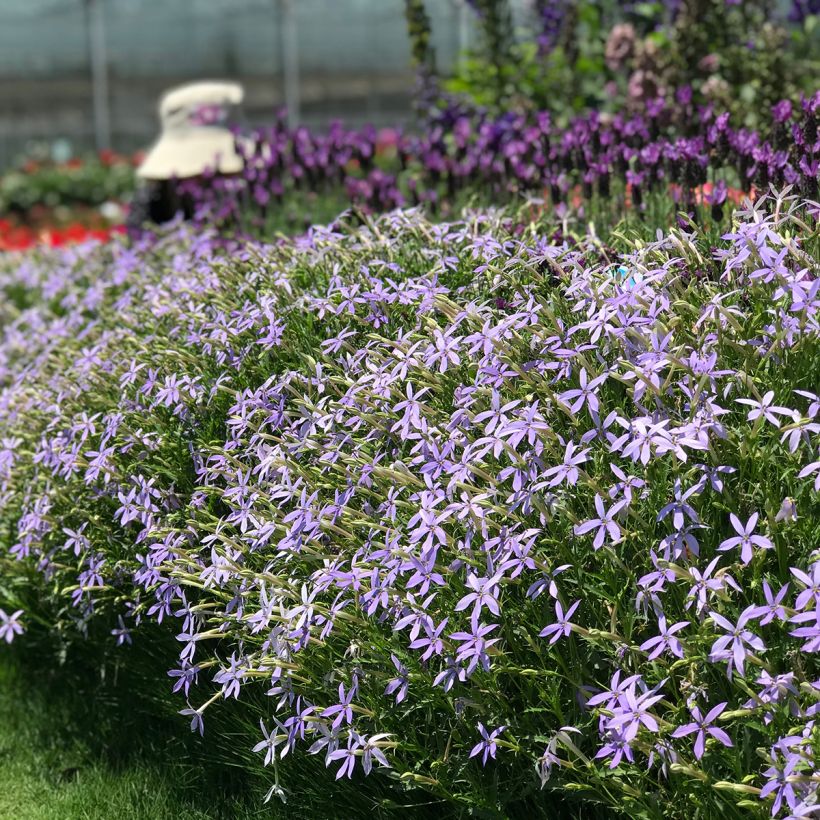 Graines de Laurentia Starshine Blue (enrobées) (Plant habit)