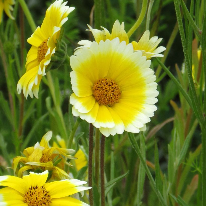 Graines de Layia platyglossa Tidy Tips (Flowering)