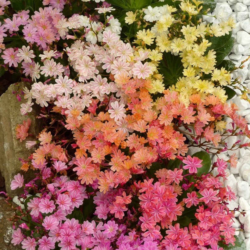 Graines de Lewisia cotyledon Elise Mix (Flowering)