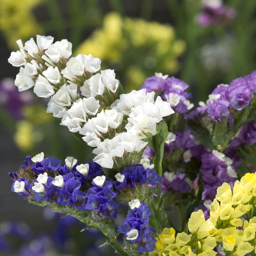 Graines de Limonium sinuatum Forever Mixed - Statice à feuilles sinueuses en mélange (Flowering)