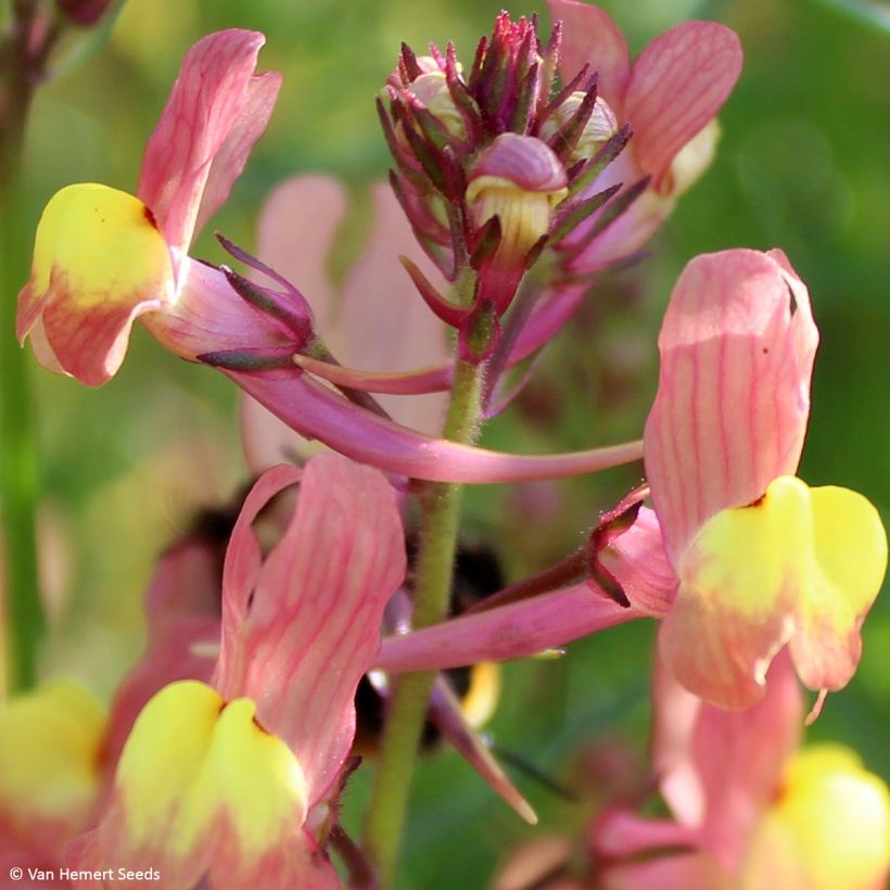 Graines de Linaria maroccana Licilia Peach - Linaire du Maroc (Flowering)