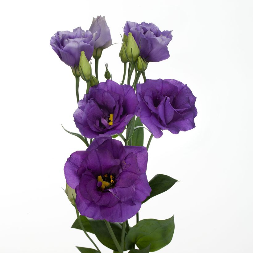Graines de Lisianthus F1 Cessna Blue III (graines enrobées) (Flowering)