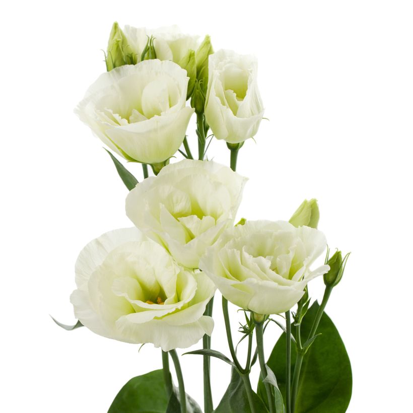 Graines de Lisianthus F1 Cessna Green III (graines enrobées) (Flowering)