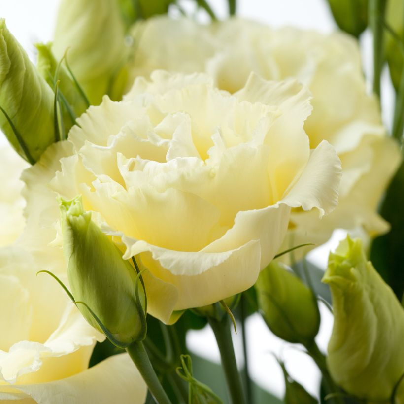 Graines de Lisianthus F1 Cessna Yellow III (graines enrobées) (Flowering)