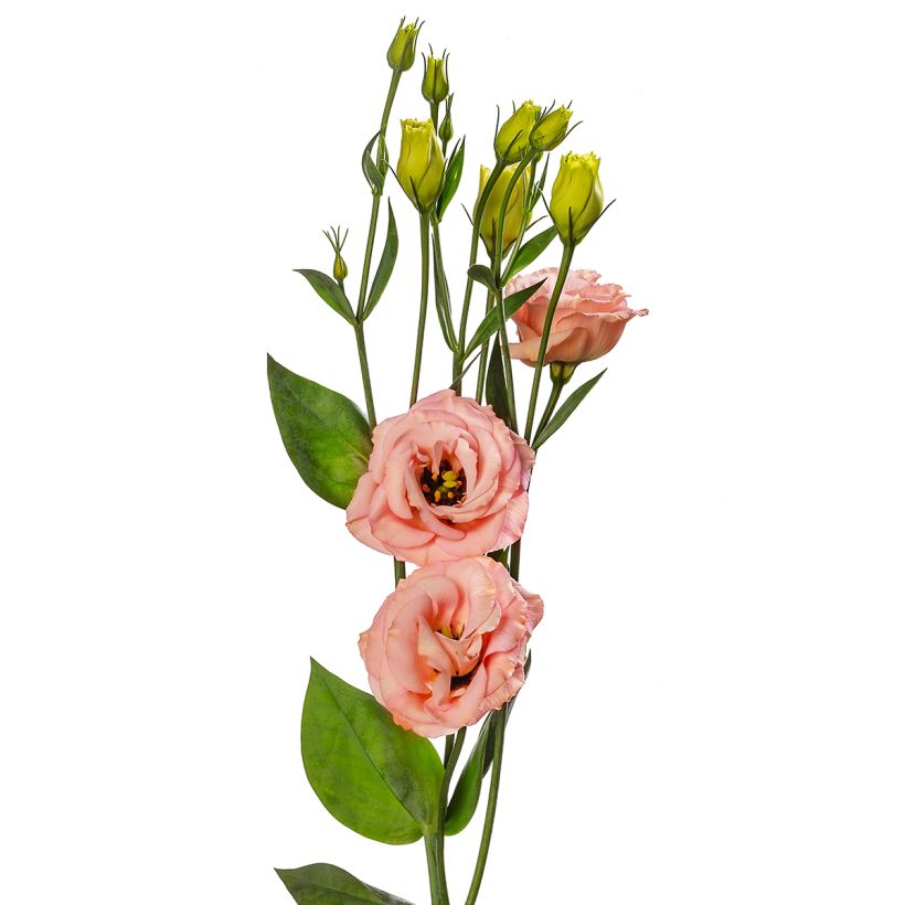 Graines de Lisianthus F1 LisAdora Apricot III (graines enrobées) (Flowering)