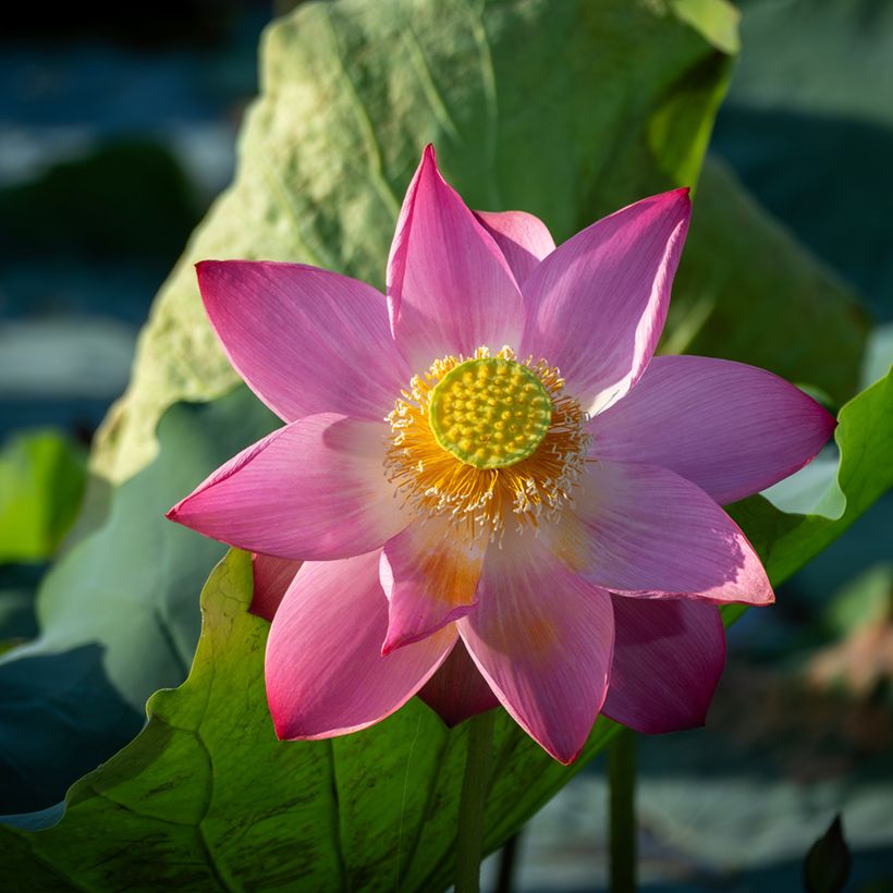 Graines de Lotus - Nelumbo nucifera (Flowering)