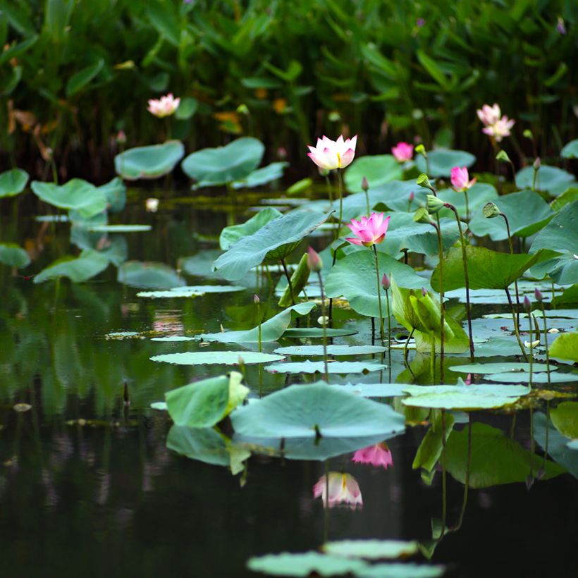 Graines de Lotus - Nelumbo nucifera (Plant habit)