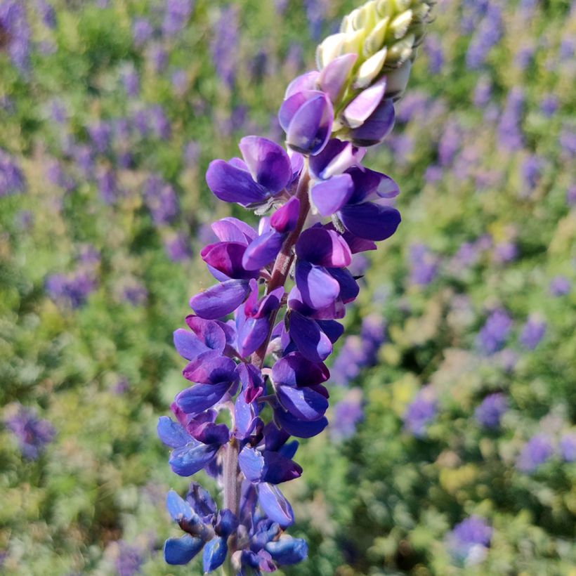 Graines de Lupin annuel Avalune Blue - Lupinus hartwegii (Flowering)