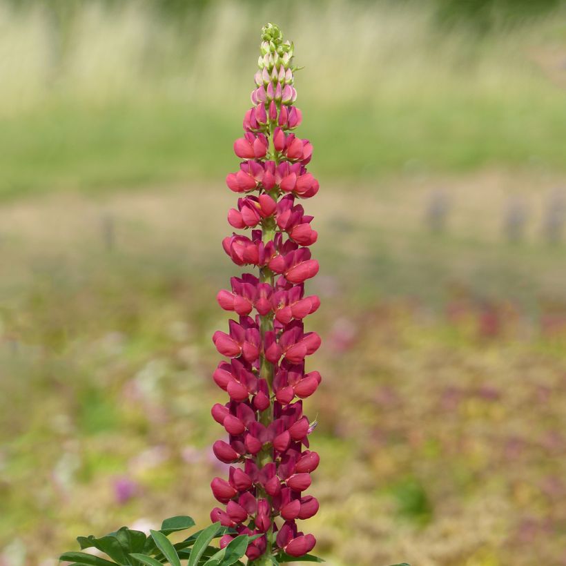 Graines de Lupin vivace de Russel Mon Château rouge - Lupinus polyphyllus (Flowering)