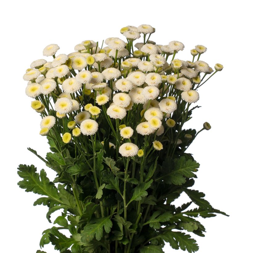 Graines de Matricaire double Baya - Tanacetum parthenium (graines enrobées) (Flowering)