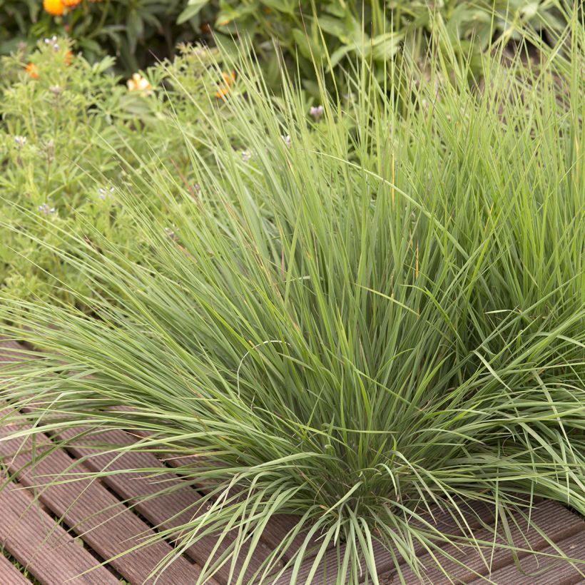 Graines de Melinis nerviglumis Karoo Queen - Graminée vivace (Plant habit)