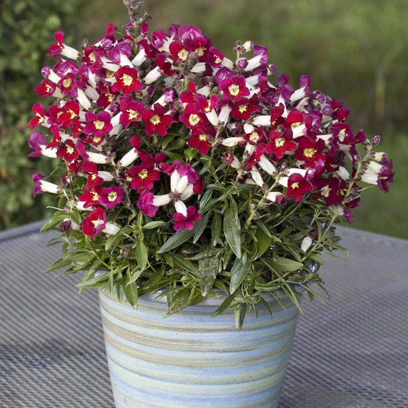 Graines de Muflier Antiquity Red Bicolour - Antirrhinum majus (Plant habit)