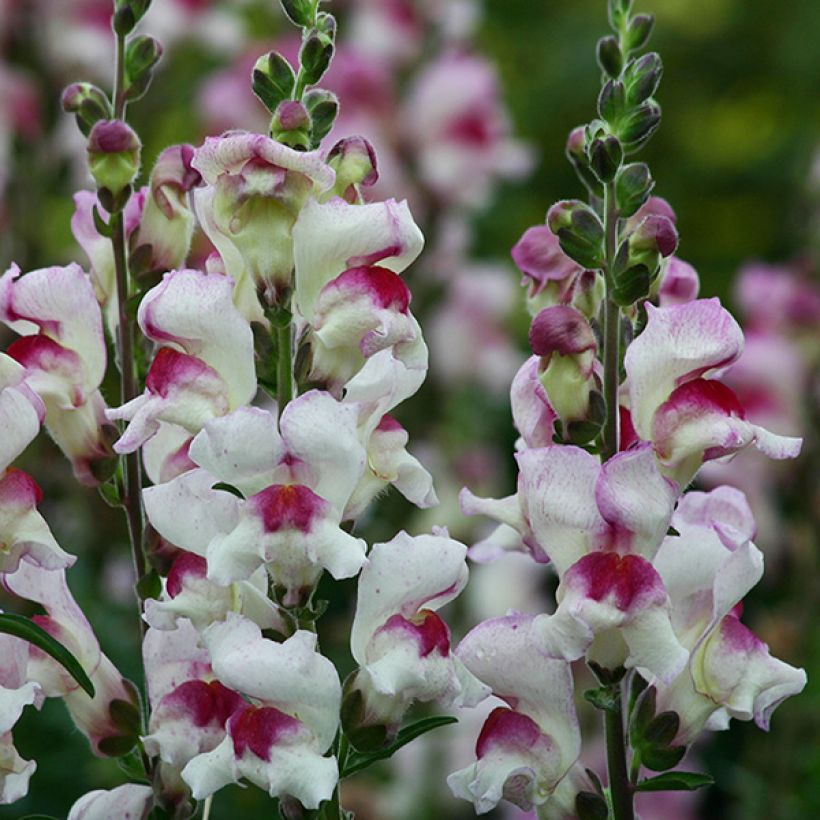 Graines de Muflier Lucky Lips - Antirrhinum majus (Flowering)