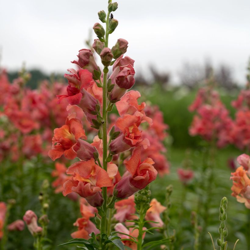 Graines de Muflier double Madame Butterfly Bronze  (Flowering)