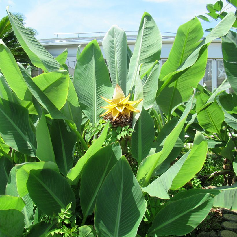 Graines de Musa lasiocarpa - Bananier Nain Chinois (Foliage)
