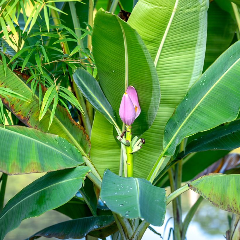 Graines de Musa velutina - Bananier rose (Foliage)