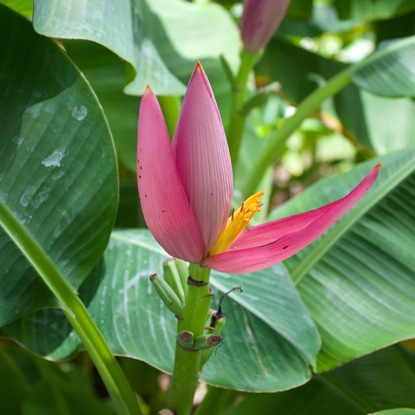 Graines de Musa velutina - Bananier rose (Flowering)