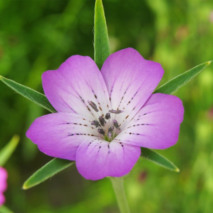 Graines de Nielle des blés - Agrostemma githago (Flowering)