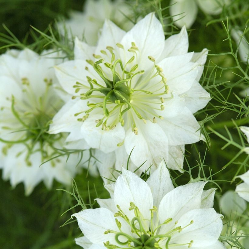 Graines de Nigelle de Damas Blanche à capsule verte (Flowering)