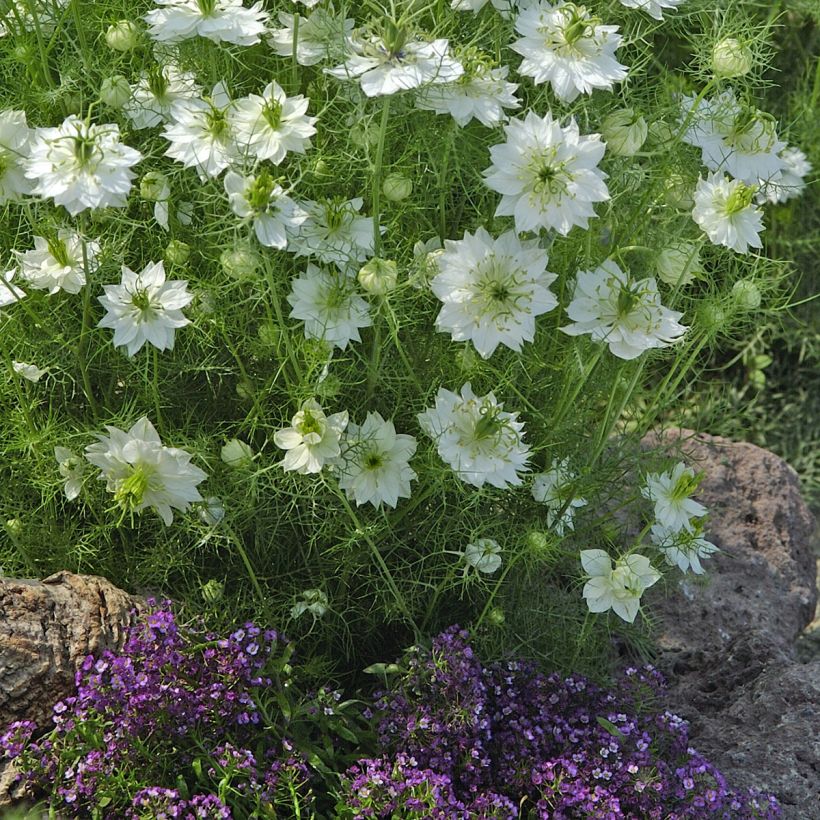Graines de Nigelle de Damas Blanche à capsule verte (Plant habit)