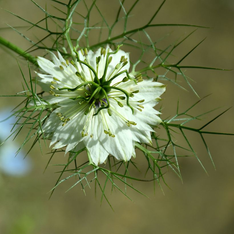Graines de Nigelle de Damas Green Pod BIO (Flowering)