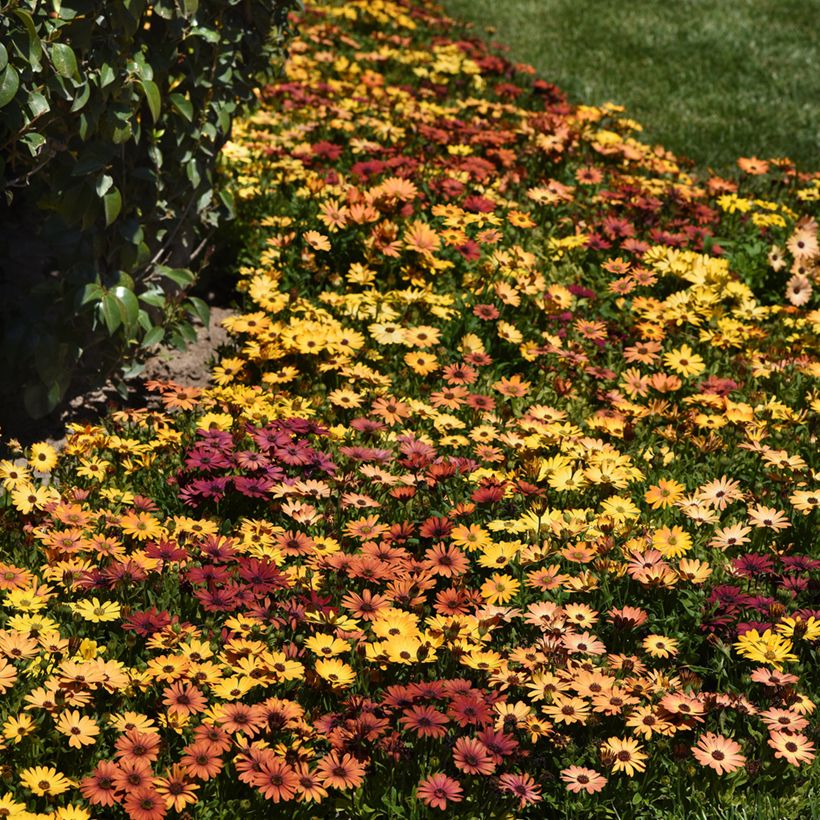 Graines d'Osteospermum Akila Sunset Shades - Marguerite du Cap (Plant habit)